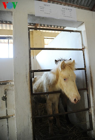 A tour of the biggest horse farm in the north - ảnh 12